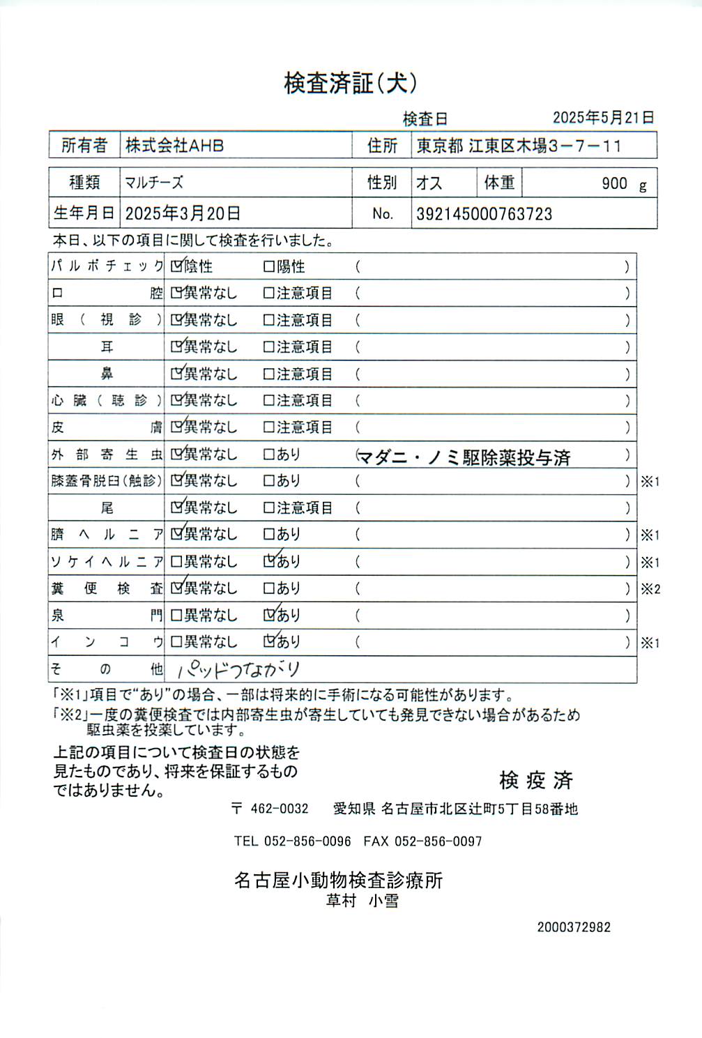 マルチーズ