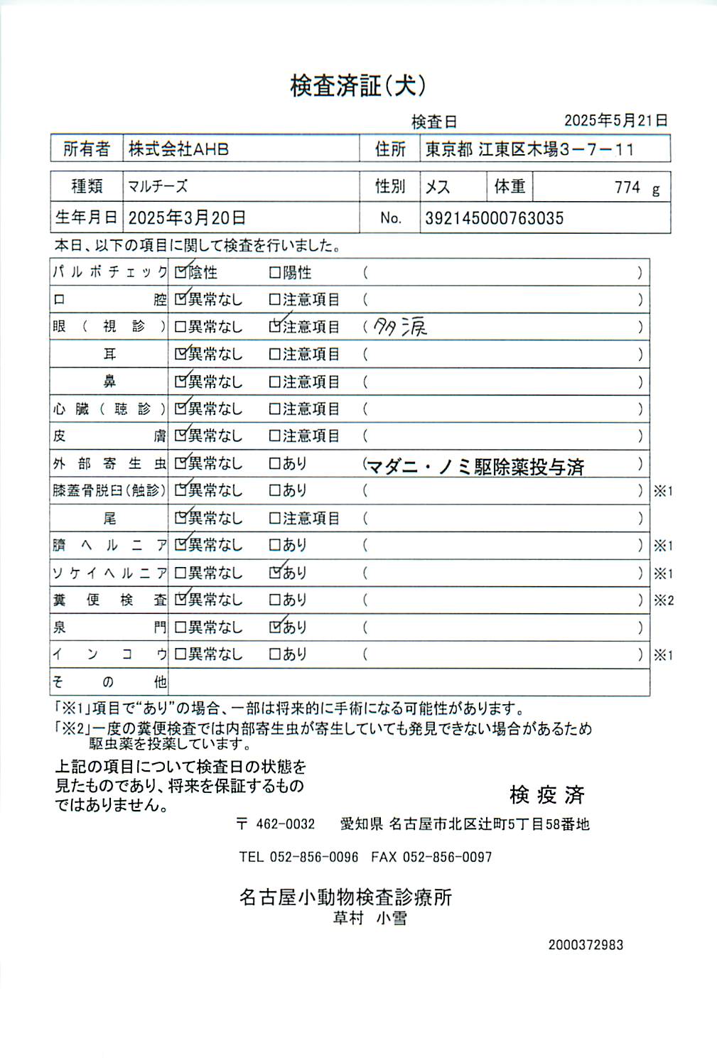 マルチーズ