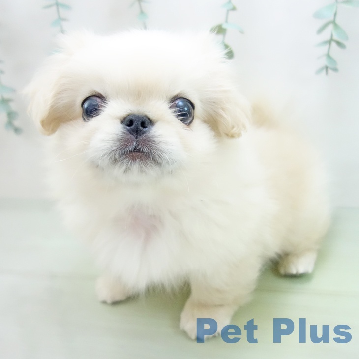 三重県のペキニーズ (ペットプラス鈴鹿店/2025年3月22日生まれ/男の子/クリーム)の子犬