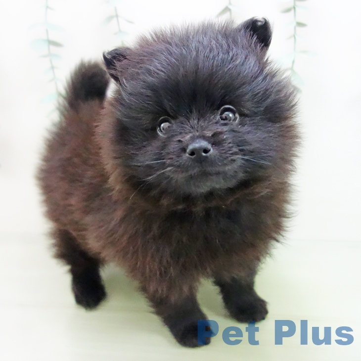 岐阜県のポメラニアン (ペットプラス各務原店/2025年3月26日生まれ/男の子/ブラック)の子犬