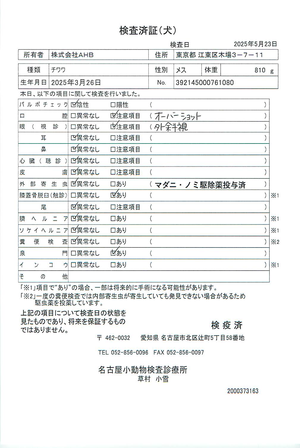 チワワ