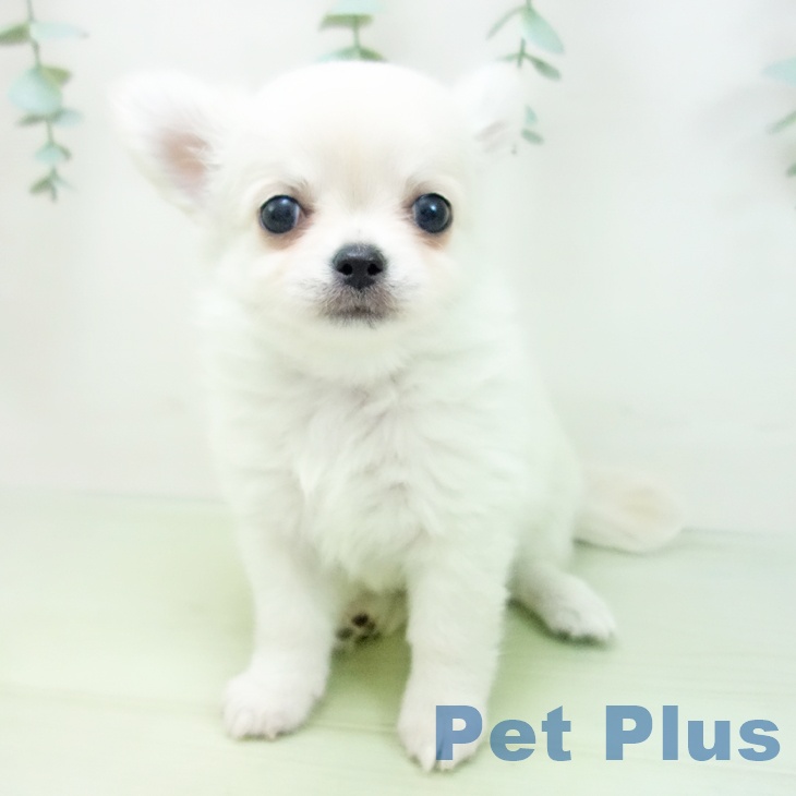 愛知県のチワワ(ロング) (ペットプラス岡崎店/2025年3月24日生まれ/男の子/クリーム)の子犬