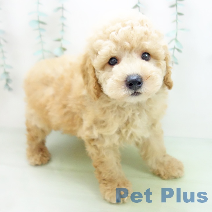 三重県のトイプードル(トイ) (ペットプラス東員店/2025年3月24日生まれ/男の子/アプリコット)の子犬