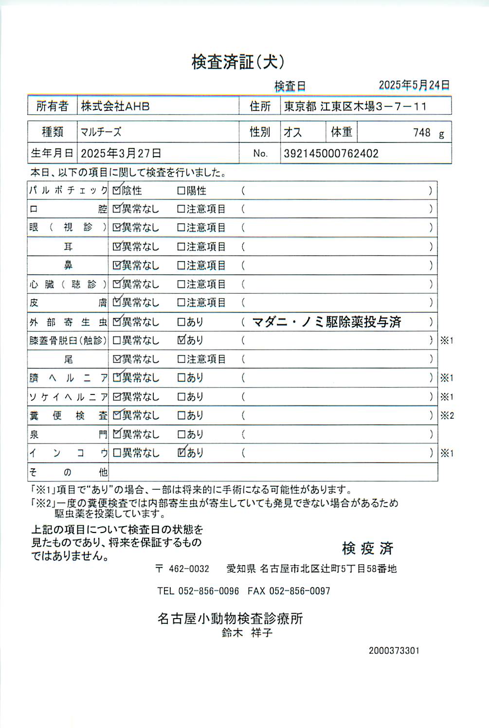 マルチーズ