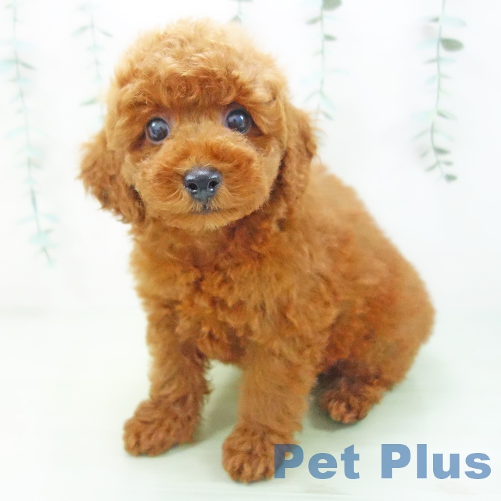 福井県のトイプードル(トイ) (ペットプラス福井店/2025年3月26日生まれ/男の子/レッド)の子犬