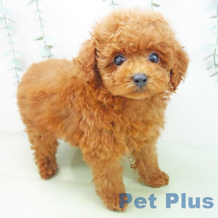 岐阜県のトイプードル(トイ) (ペットプラス各務原店/2025年3月26日生まれ/男の子/レッド)の子犬