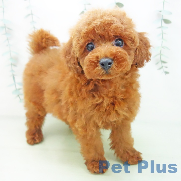 石川県のトイプードル(トイ) (ペットプラス白山店/2025年3月26日生まれ/女の子/レッド)の子犬