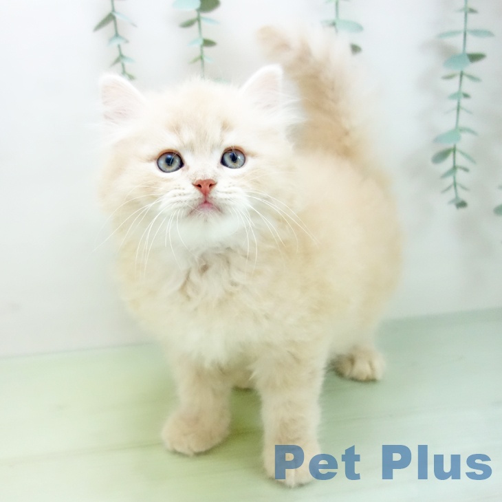 岐阜県のラガマフィン (ペットプラス各務原店/2025年3月27日生まれ/男の子/クリームタビー)の子猫
