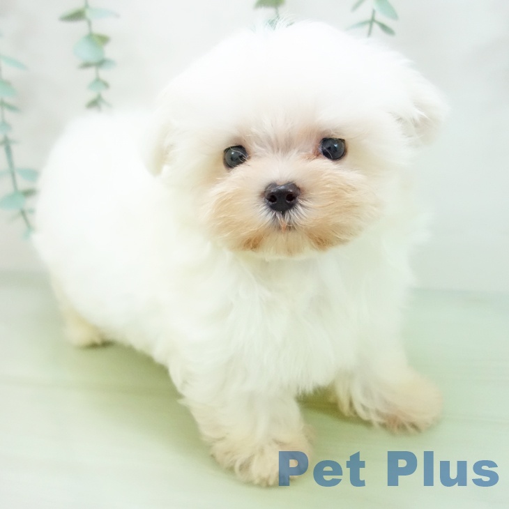 愛知県のマルチーズ (ペットプラス則武新町店/2025年3月27日生まれ/男の子/ホワイト)の子犬