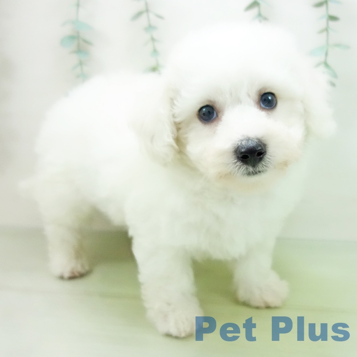 愛知県のビションフリーゼ (ペットプラス三好店/2025年3月30日生まれ/男の子/ホワイト)の子犬