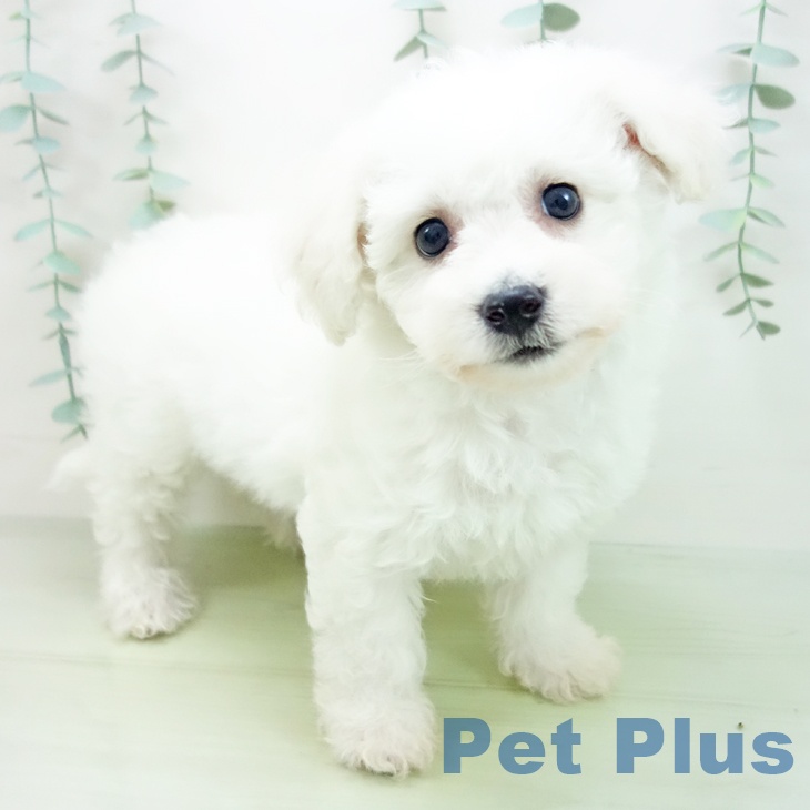 三重県のビションフリーゼ (ペットプラス鈴鹿店/2025年3月30日生まれ/女の子/ホワイト)の子犬