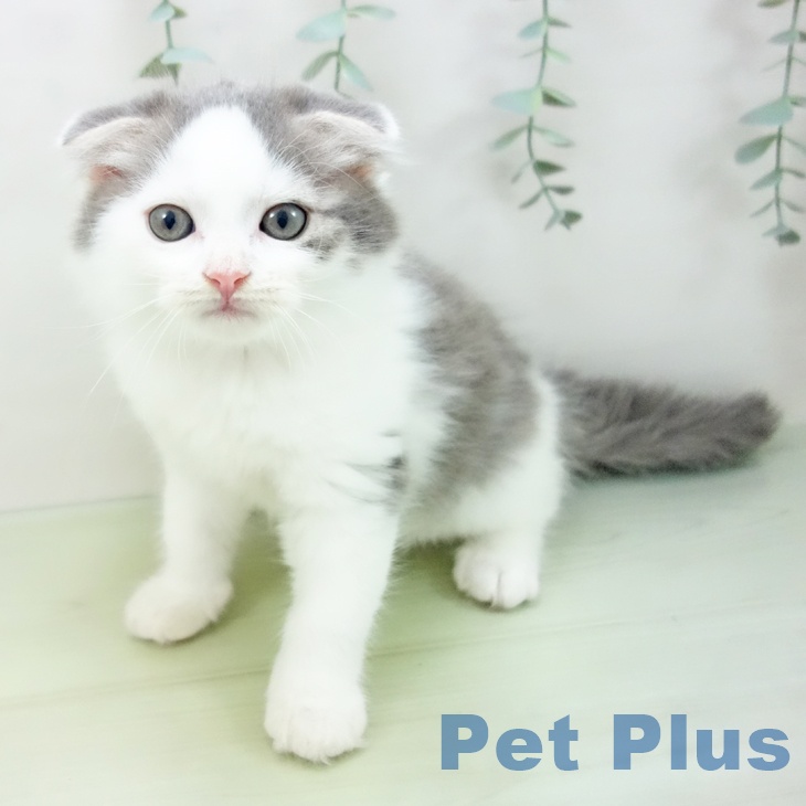 愛知県のスコティッシュフォールド (ペットプラス名古屋茶屋店/2025年3月30日生まれ/男の子/ブルーホワイト)の子猫