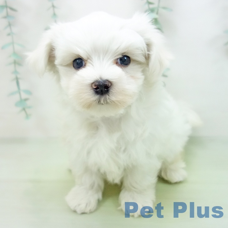 愛知県のマルチーズ (ペットプラス熱田店/2025年3月31日生まれ/男の子/ホワイト)の子犬