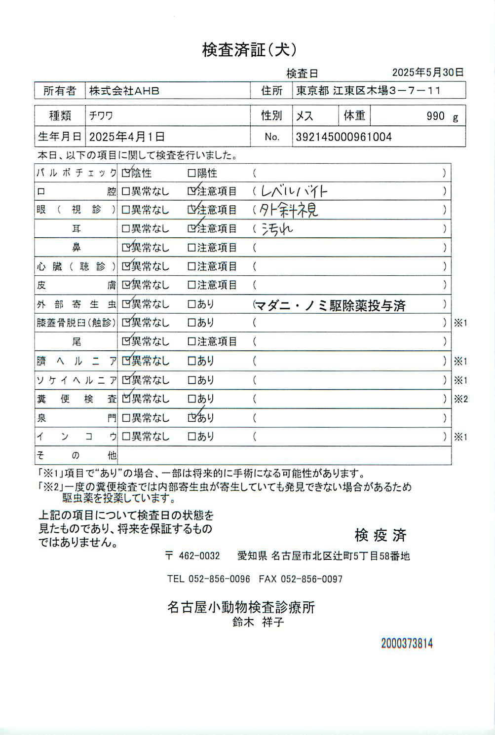 チワワ