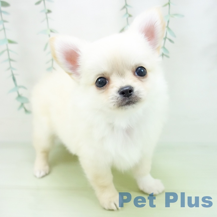 三重県のチワワ(ロング) (ペットプラス東員店/2025年4月2日生まれ/男の子/クリームホワイト)の子犬