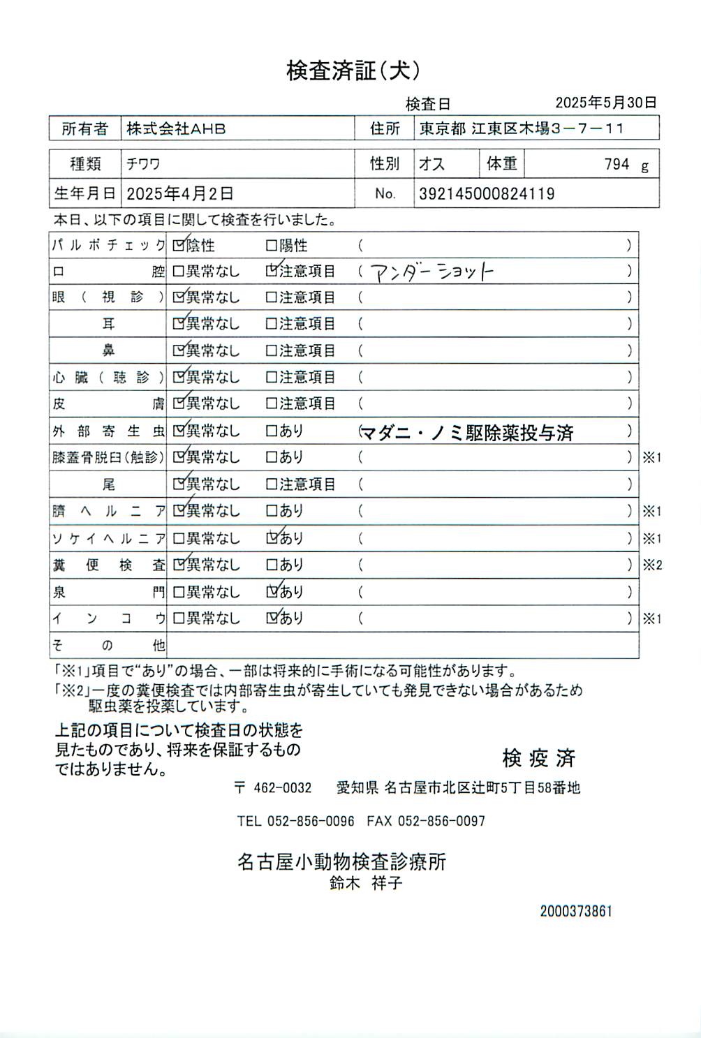 チワワ