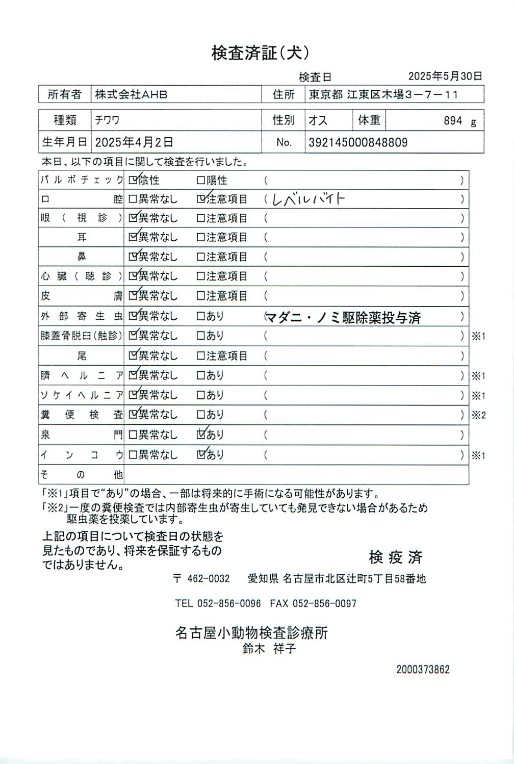 チワワ