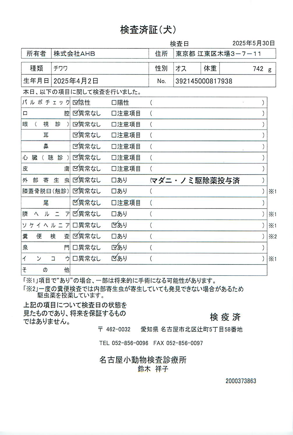 チワワ