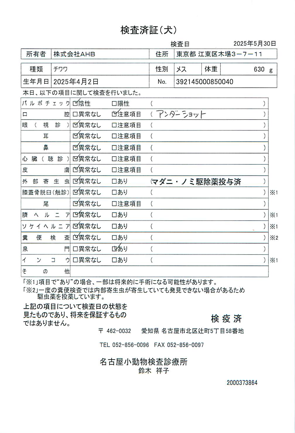 チワワ