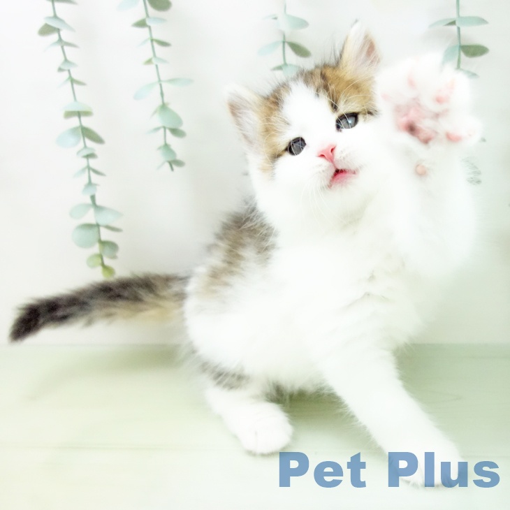 ノルウェージャンフォレストキャットの写真2