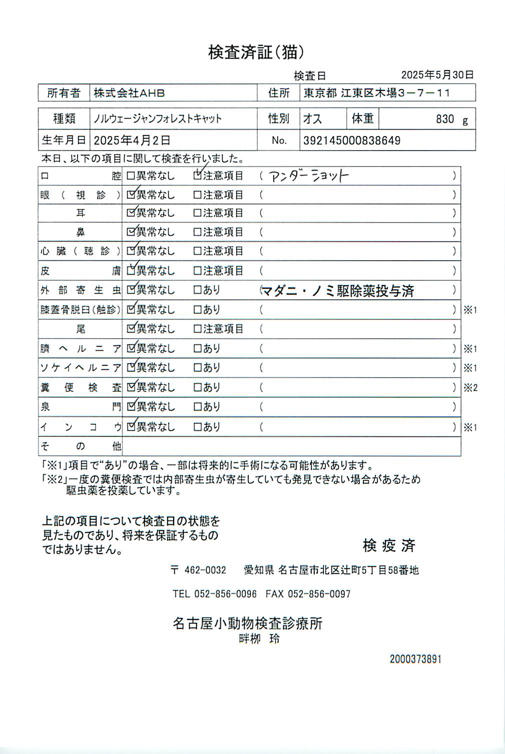 ノルウェージャンフォレストキャット