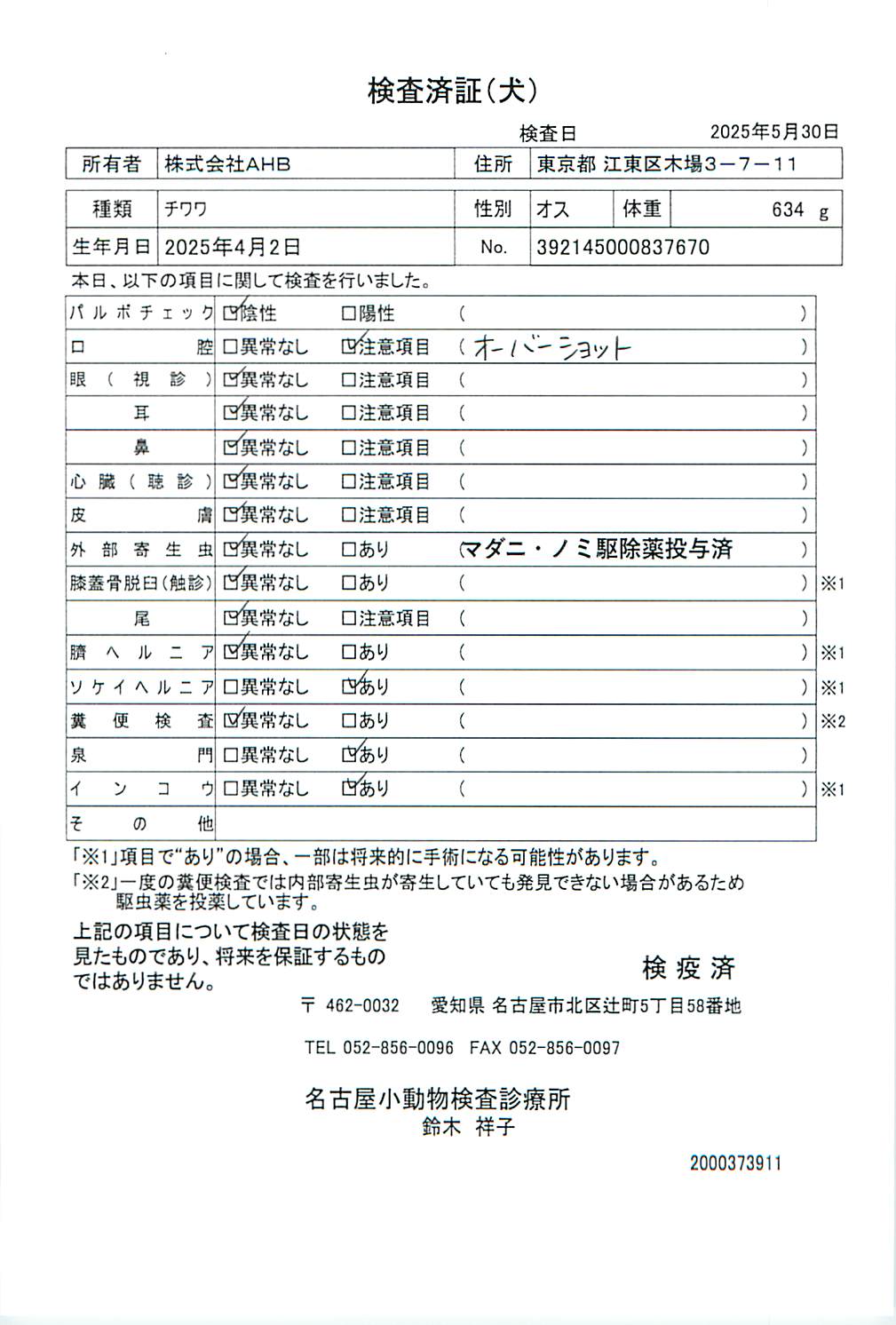 チワワ