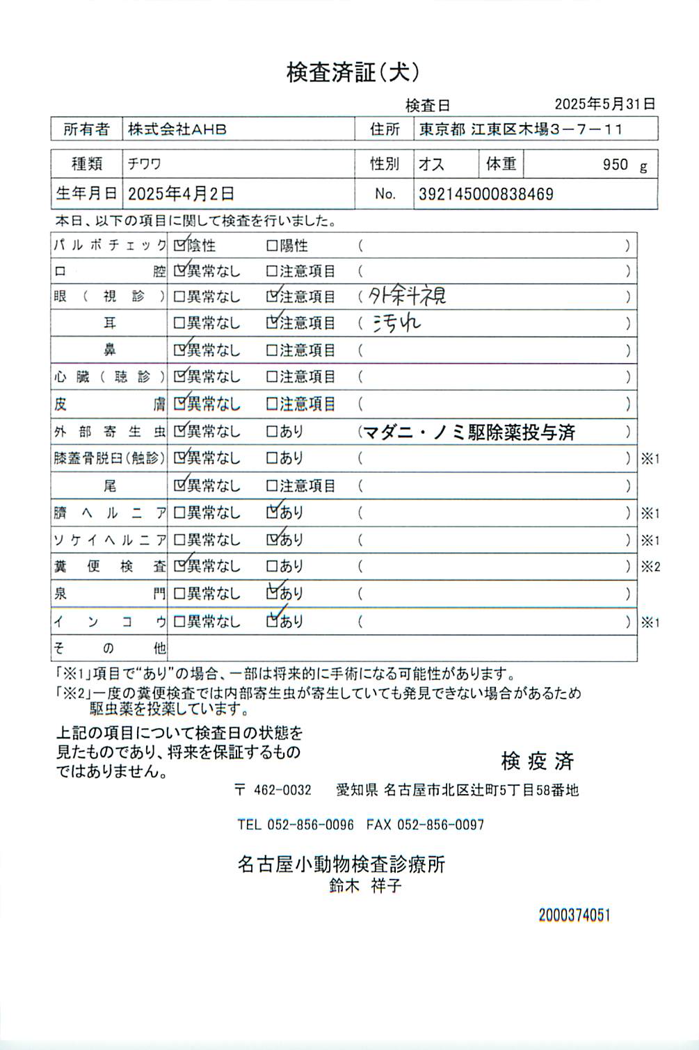 チワワ