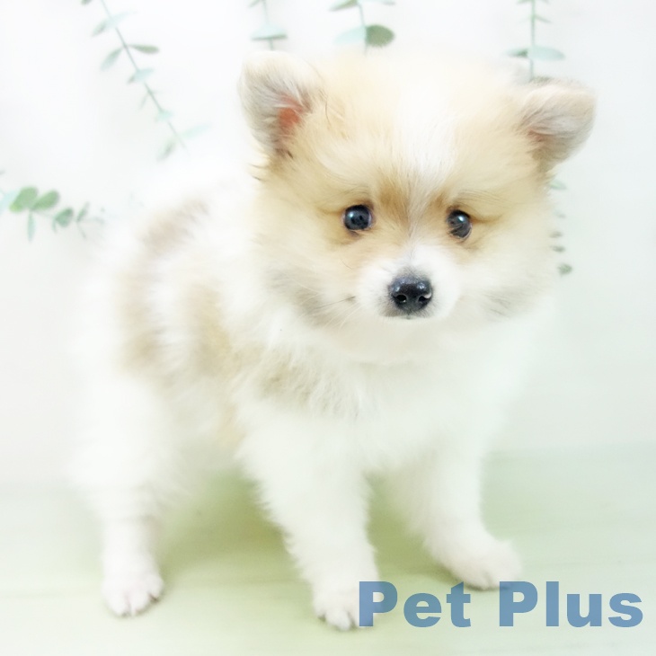 石川県のポメラニアン (ペットプラス白山店/2025年4月1日生まれ/男の子/パーティーカラー)の子犬