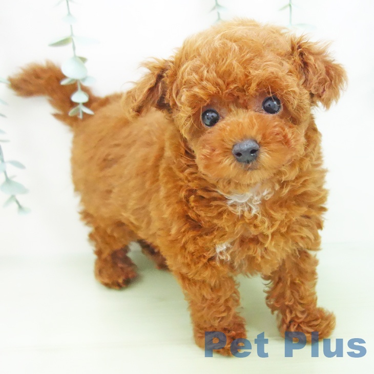 岐阜県のトイプードル(トイ) (ペットプラス各務原店/2025年3月29日生まれ/女の子/レッド)の子犬