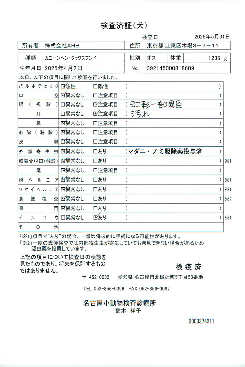 カニーンヘン・ダックスフンド