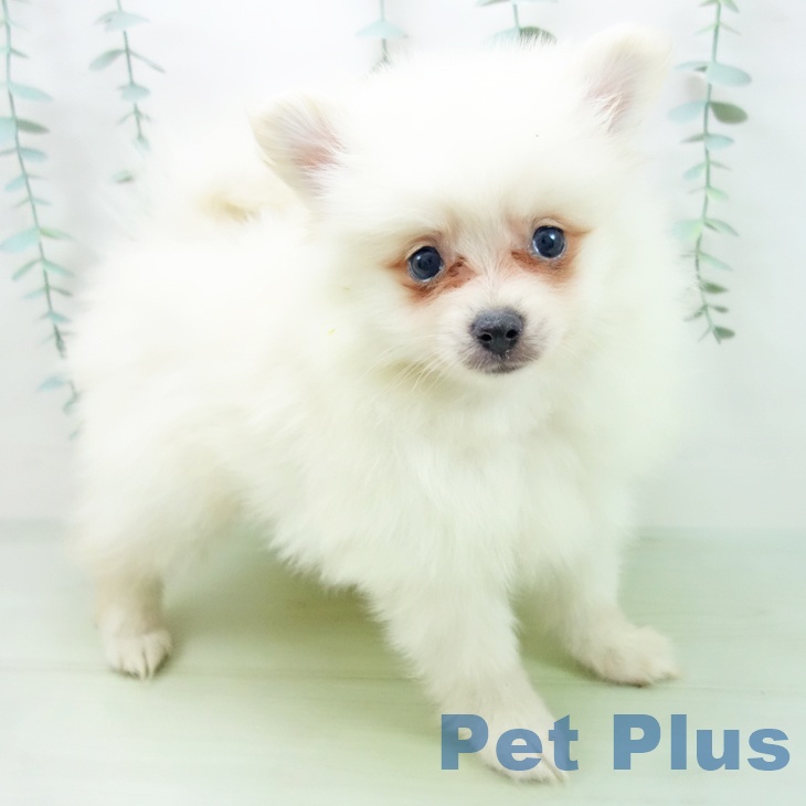 愛知県のポメラニアン (ペットプラス豊田店/2025年3月31日生まれ/男の子/クリーム)の子犬