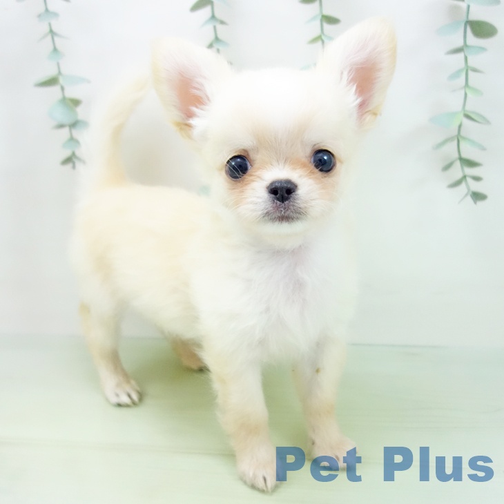 富山県のチワワ(ロング) (ペットプラス高岡店/2025年4月5日生まれ/男の子/クリーム)の子犬