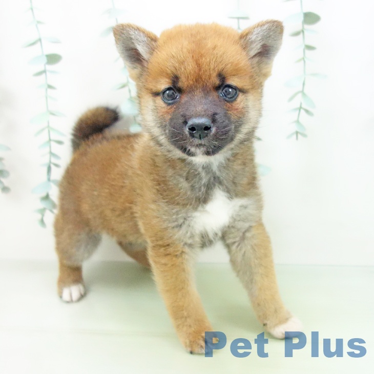 岐阜県の柴犬(標準サイズ) (ペットプラス各務原店/2025年4月6日生まれ/女の子/赤)の子犬