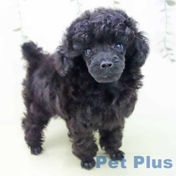 愛知県のトイプードル(トイ) (ペットプラス岡崎店/2025年4月4日生まれ/男の子/ブラック)の子犬