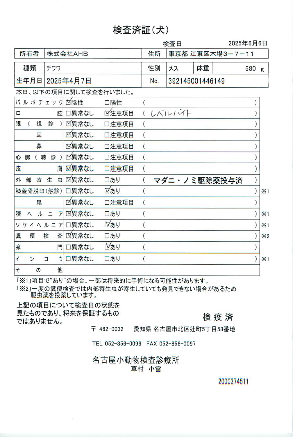 チワワ