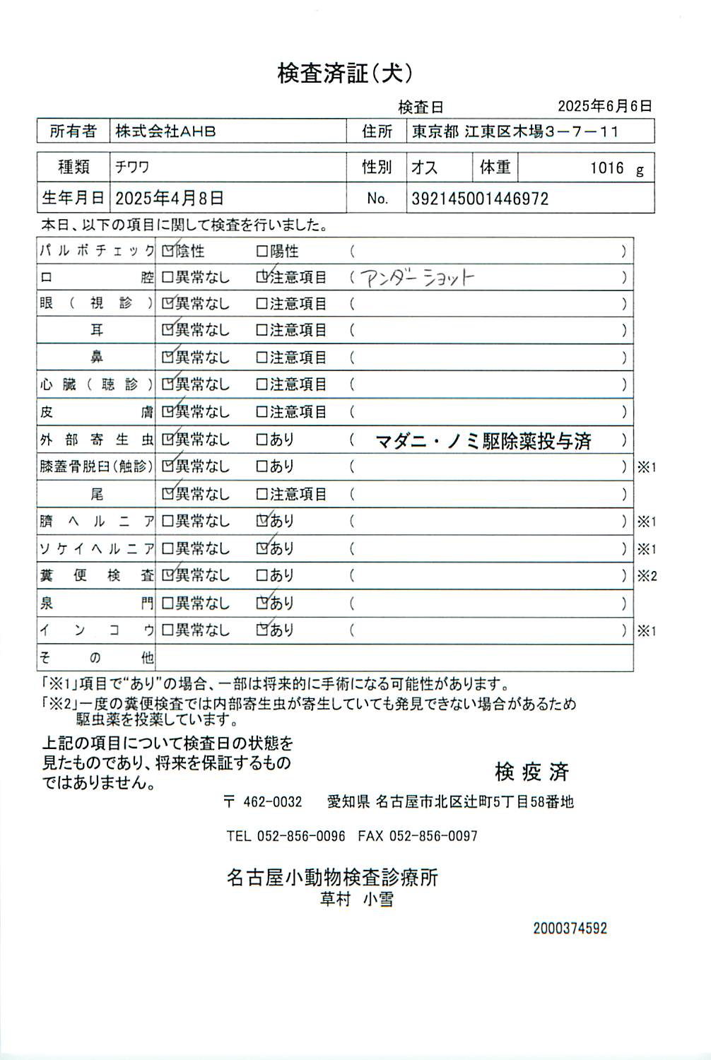 チワワ