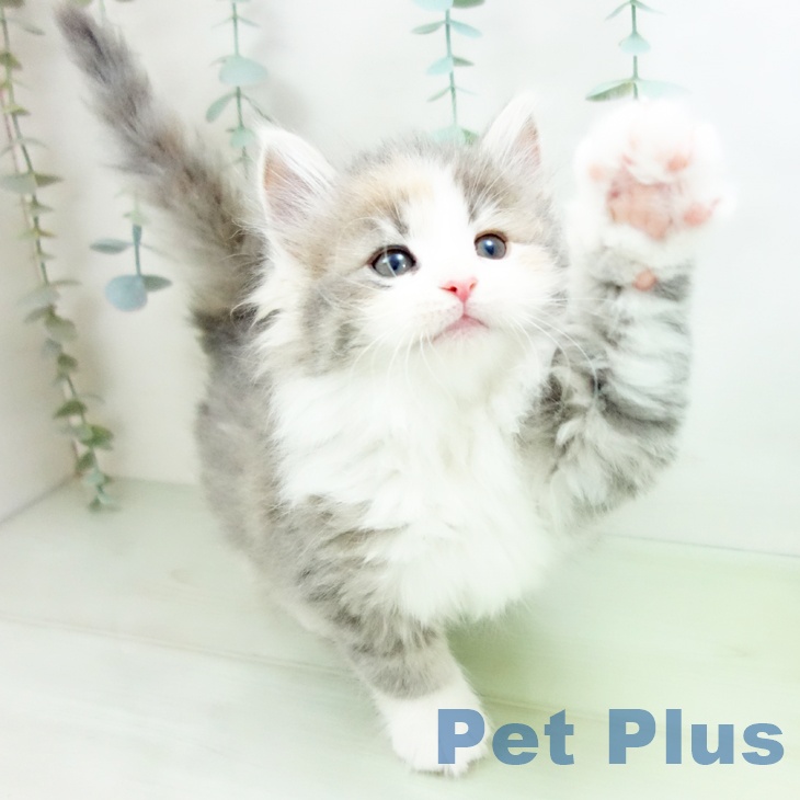 ノルウェージャンフォレストキャットの写真2