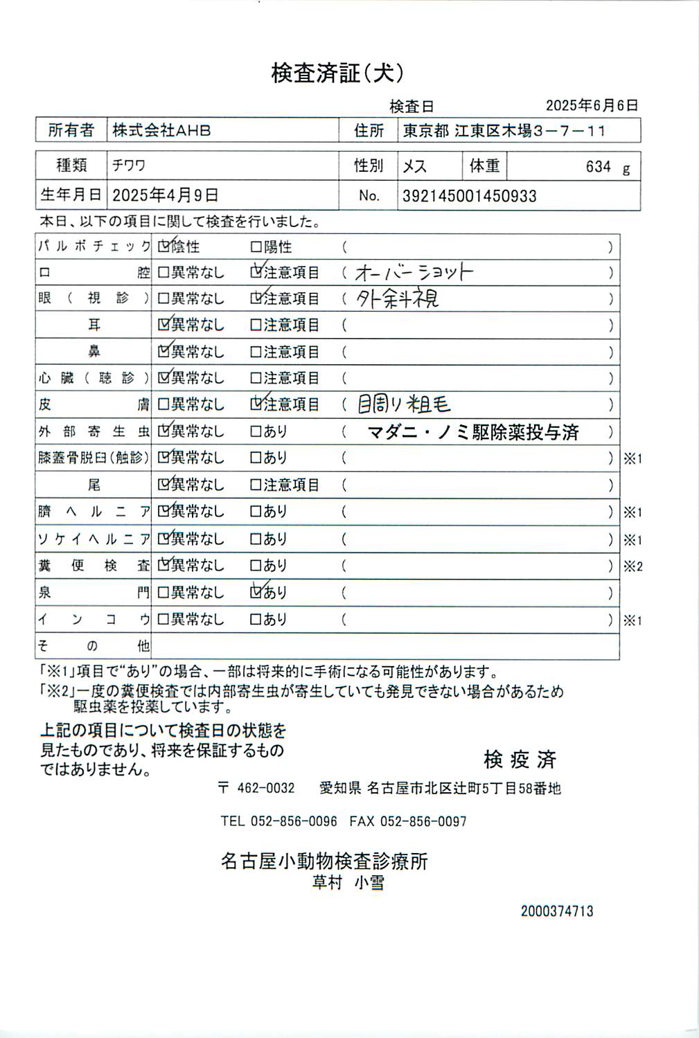 チワワ