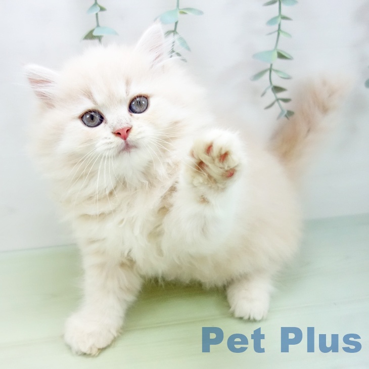 愛知県のラガマフィン (ペットプラス岡崎店/2025年4月10日生まれ/女の子/クリームタビー)の子猫の1枚目の画像