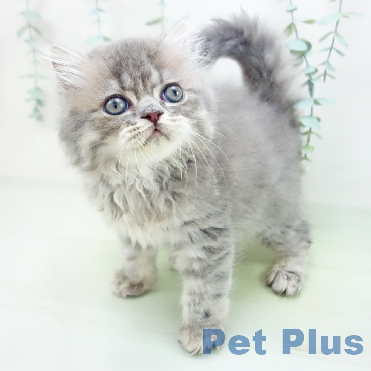 三重県のエキゾチック (ペットプラス鈴鹿店/2025年4月10日生まれ/男の子/ブルータビー)の子猫の1枚目の画像