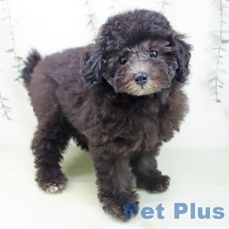 福井県のトイプードル(トイ) (ペットプラス福井店/2025年4月8日生まれ/女の子/シルバー)の子犬