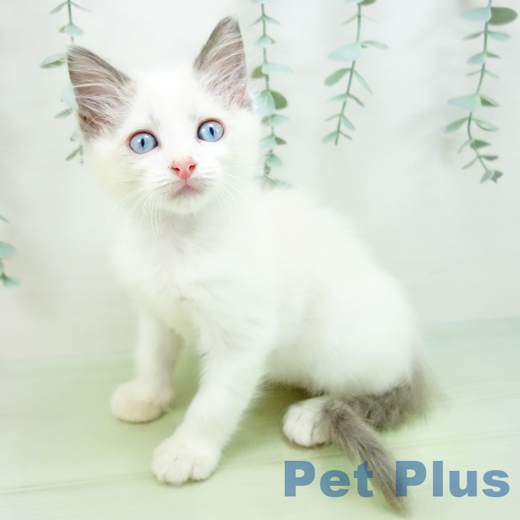 熊本県のラグドール (ペットプラス熊本店/2025年3月31日生まれ/男の子/ブルーポイントバイカラー)の子猫の2枚目の画像