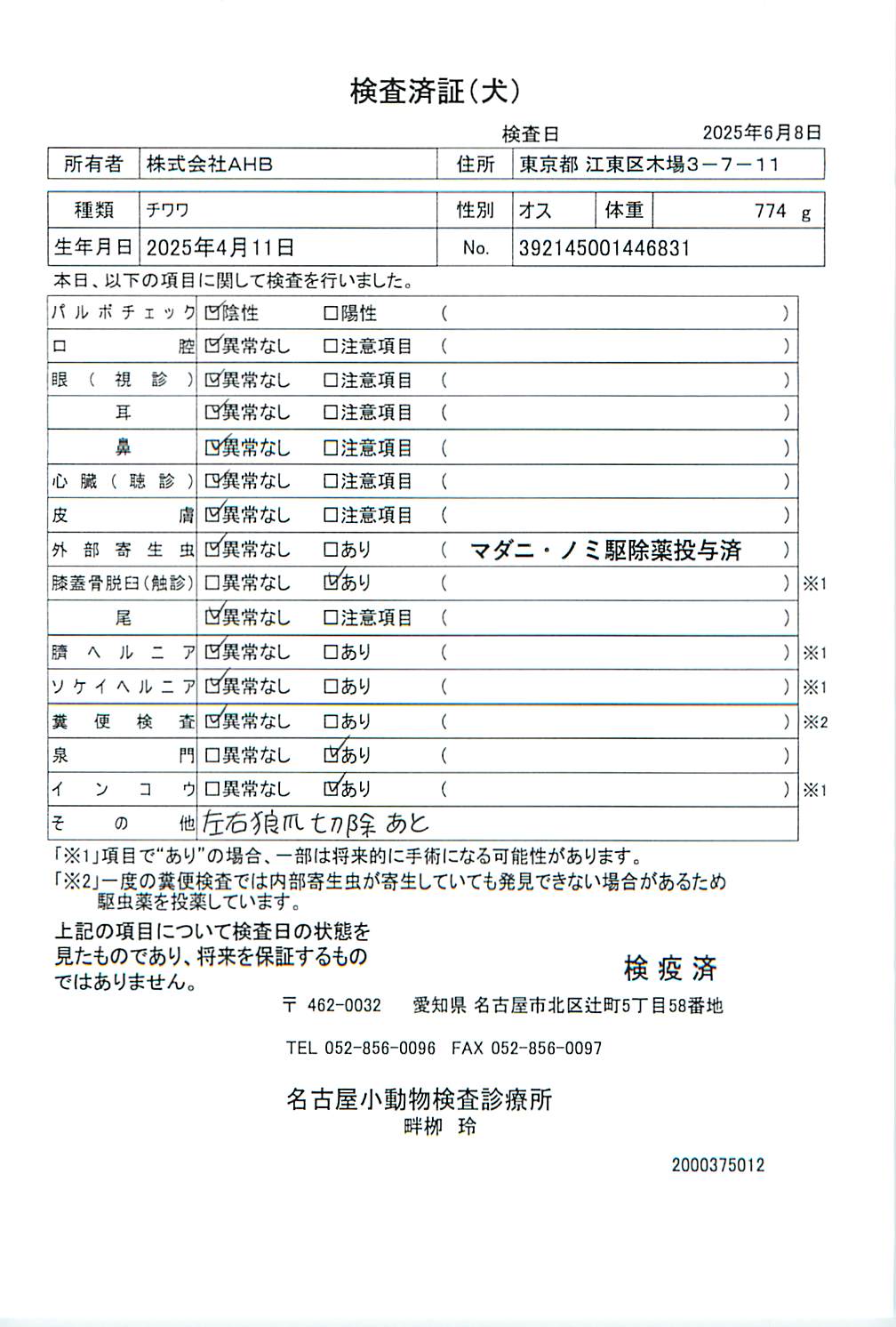 チワワ