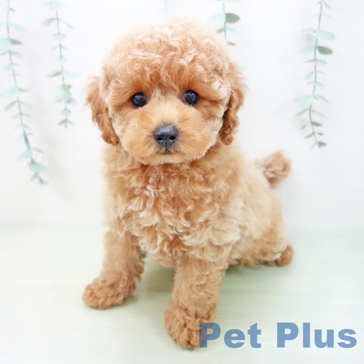 三重県のトイプードル(トイ) (ペットプラス東員店/2025年4月11日生まれ/男の子/アプリコット)の子犬