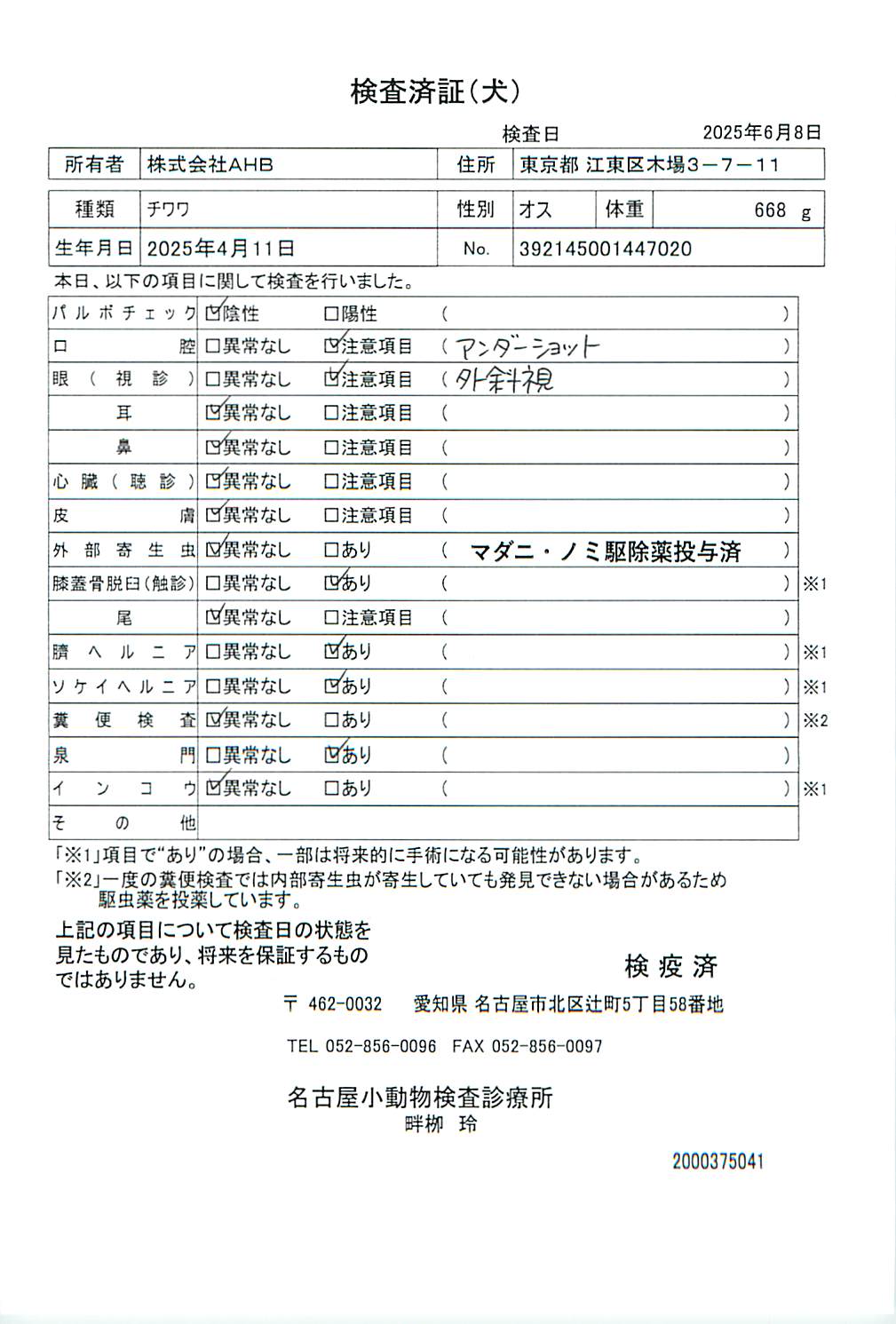 チワワ