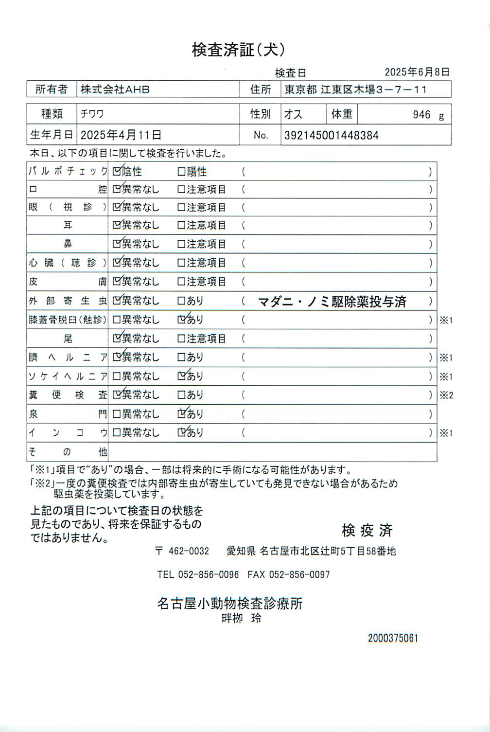 チワワ