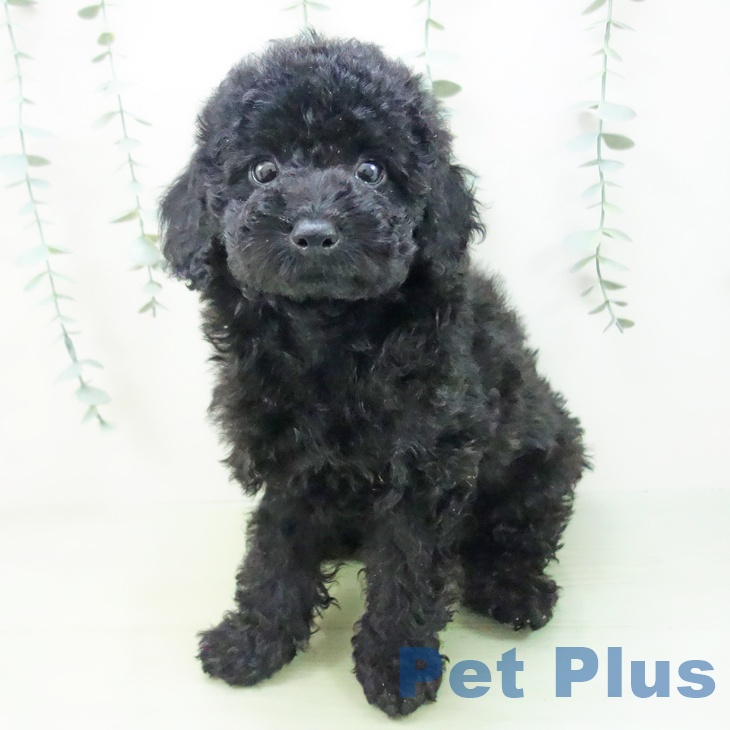 愛知県のトイプードル(トイ) (ペットプラス三好店/2025年4月8日生まれ/男の子/ブラック)の子犬