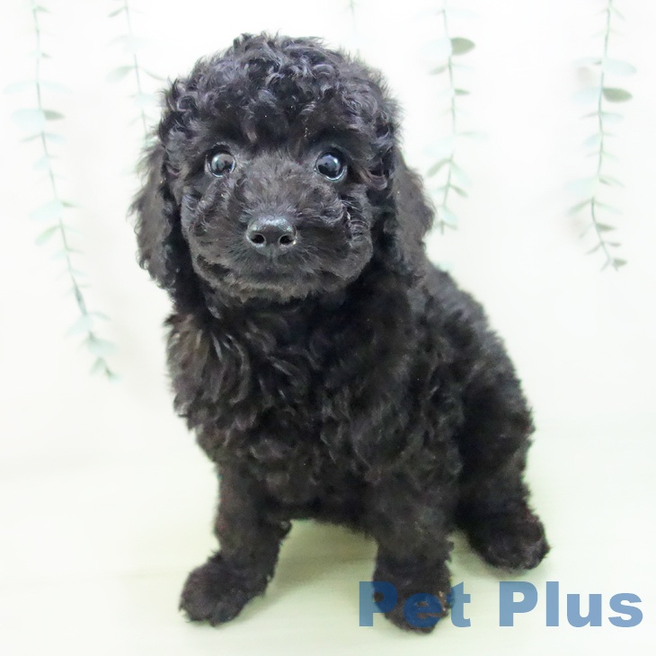 富山県のトイプードル(トイ) (ペットプラス高岡店/2025年4月8日生まれ/女の子/ブラック)の子犬