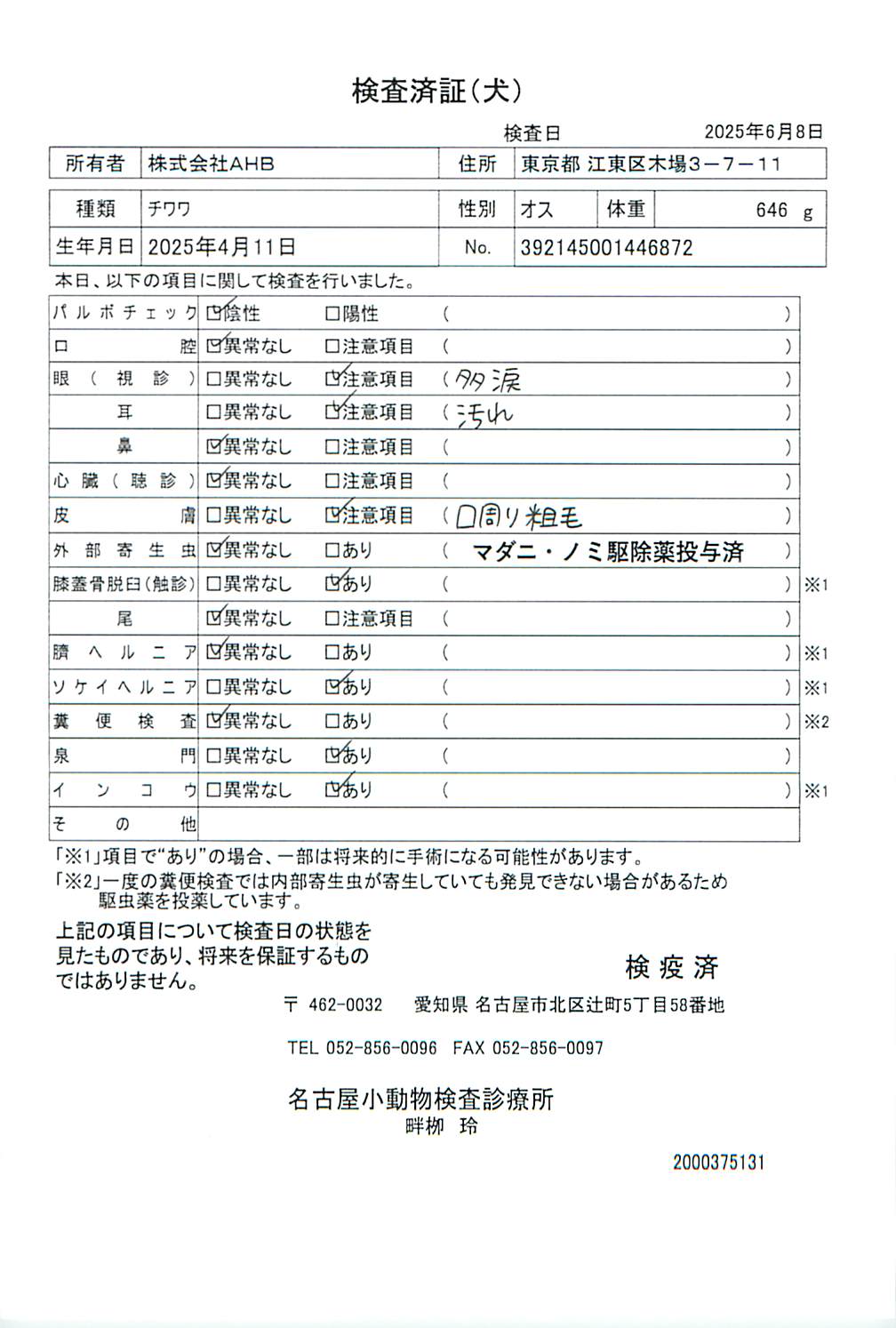 チワワ
