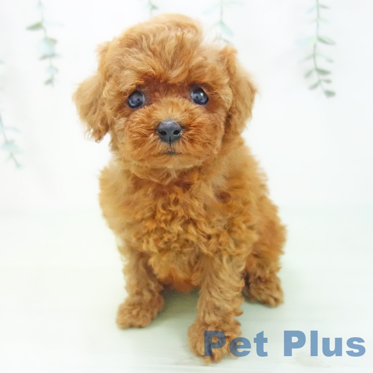 愛知県のトイプードル(トイ) (ペットプラス岡崎店/2025年4月1日生まれ/女の子/レッド)の子犬